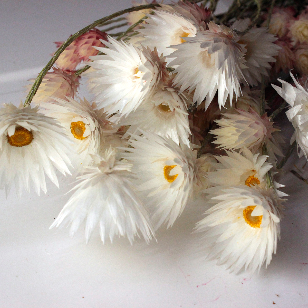 生花 シンカルファ エバーラスティング ほぼドライの入荷になります Or Otot 通販 はなどんやアソシエ 生花 シンカルファ エバーラスティング ほぼドライの入荷になります Or Otot 通販 はなどんやアソシエ