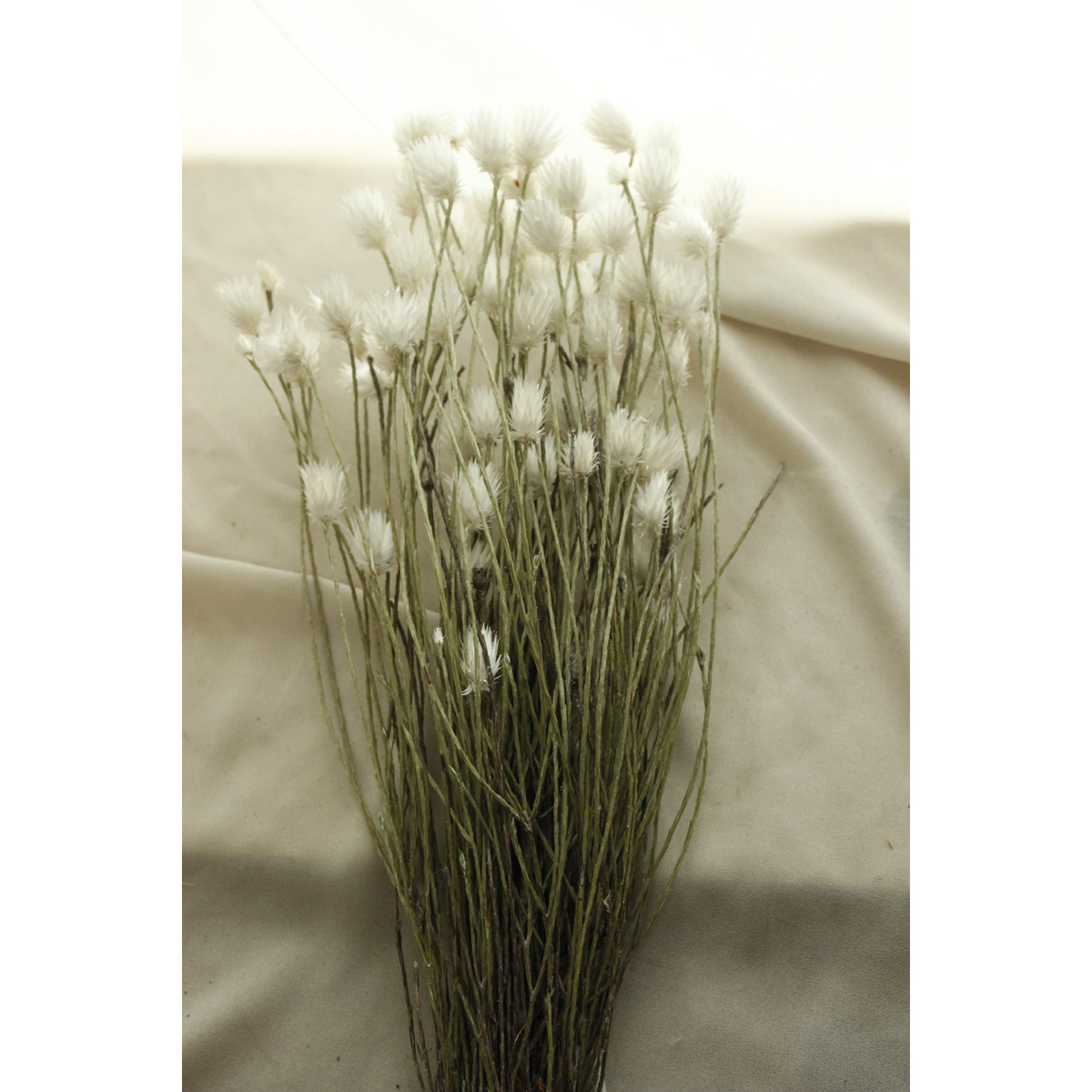 ドライ J Flow シンカルファ エバーラスティング 束 00 通販 はなどんやアソシエ