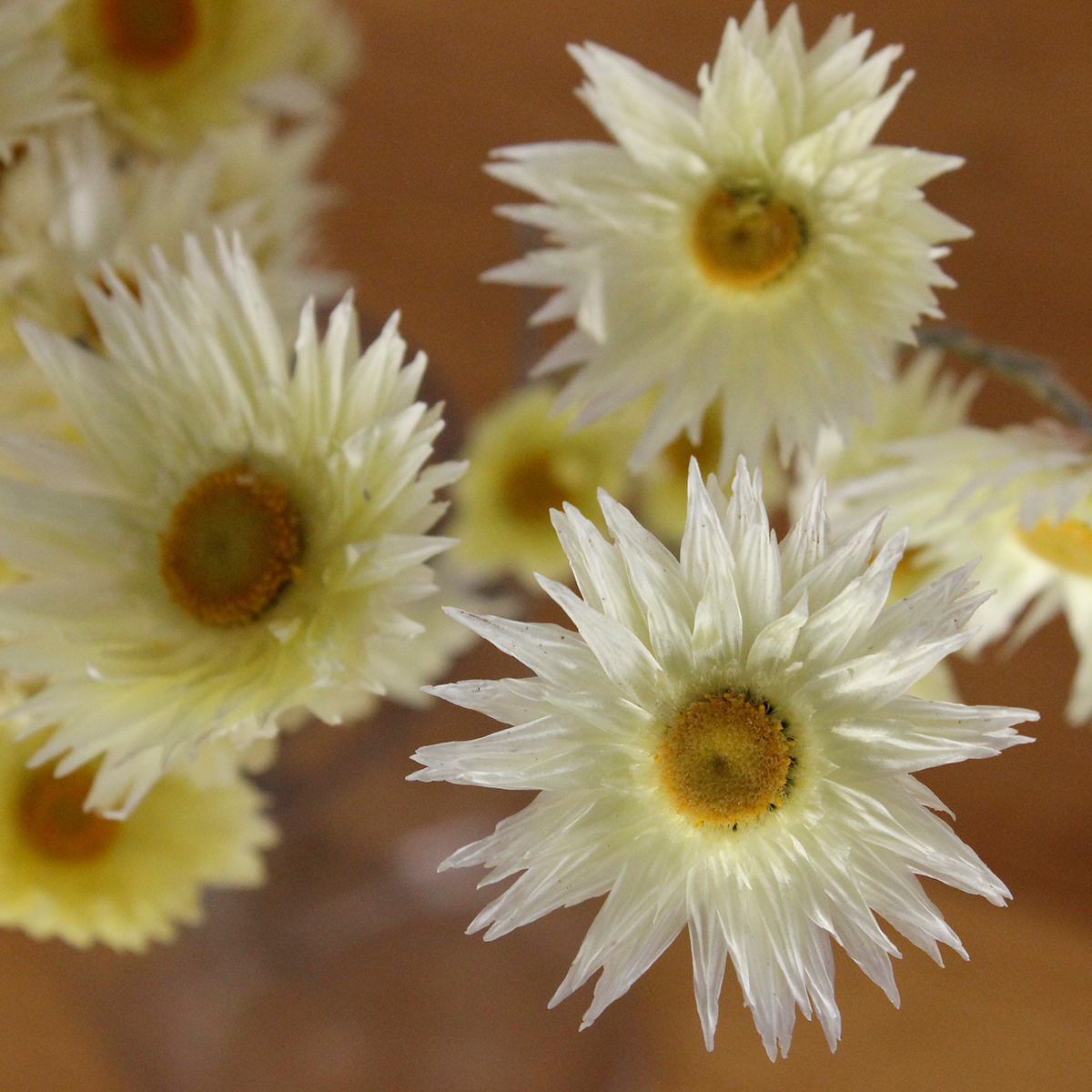 ドライ J Flow シンカルファ エバーラスティングイエロー 束 Gr 通販 はなどんやアソシエ ドライ J Flow シンカルファ エバーラスティングイエロー 束 Gr 通販 はなどんやアソシエ