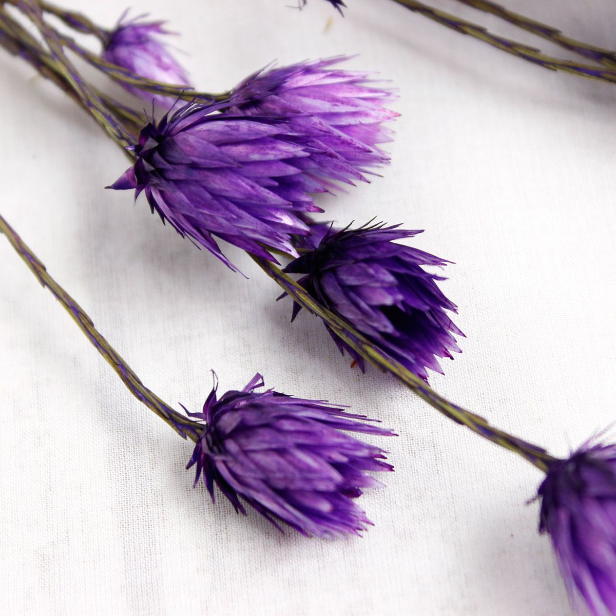 ドライ J Flow シンカルファ エバーラスティング 紫 束 L1 10 通販 はなどんやアソシエ ドライ J Flow シンカルファ エバーラスティング 紫 束 L1 10 通販 はなどんやアソシエ