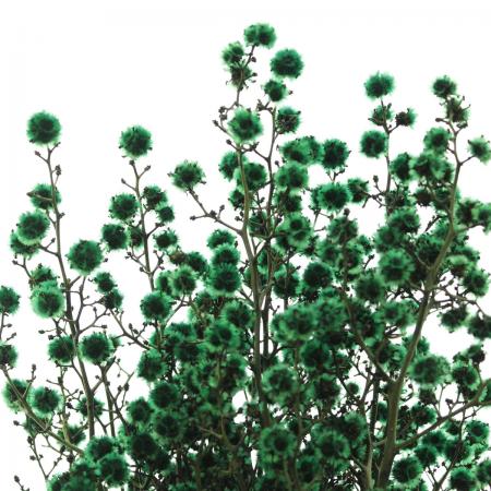 【プリザーブド】J・flow/スターリンジャー(グリーン)束約10本 【01】