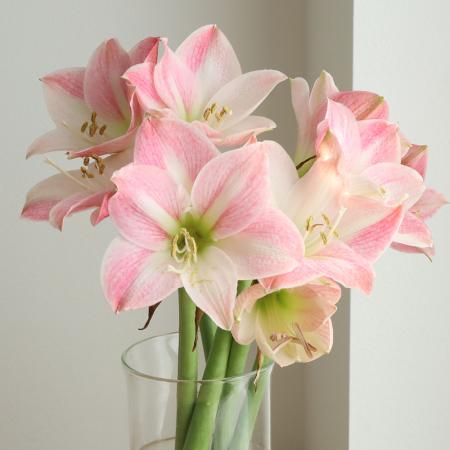 【生花】国産アマリリス 　アップルブロッサム(ピンク複色)とぴあ浜松　40cmー【OT】