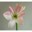 【生花】国産アマリリス 　アップルブロッサム(ピンク複色)とぴあ浜松　40cmー【OT】