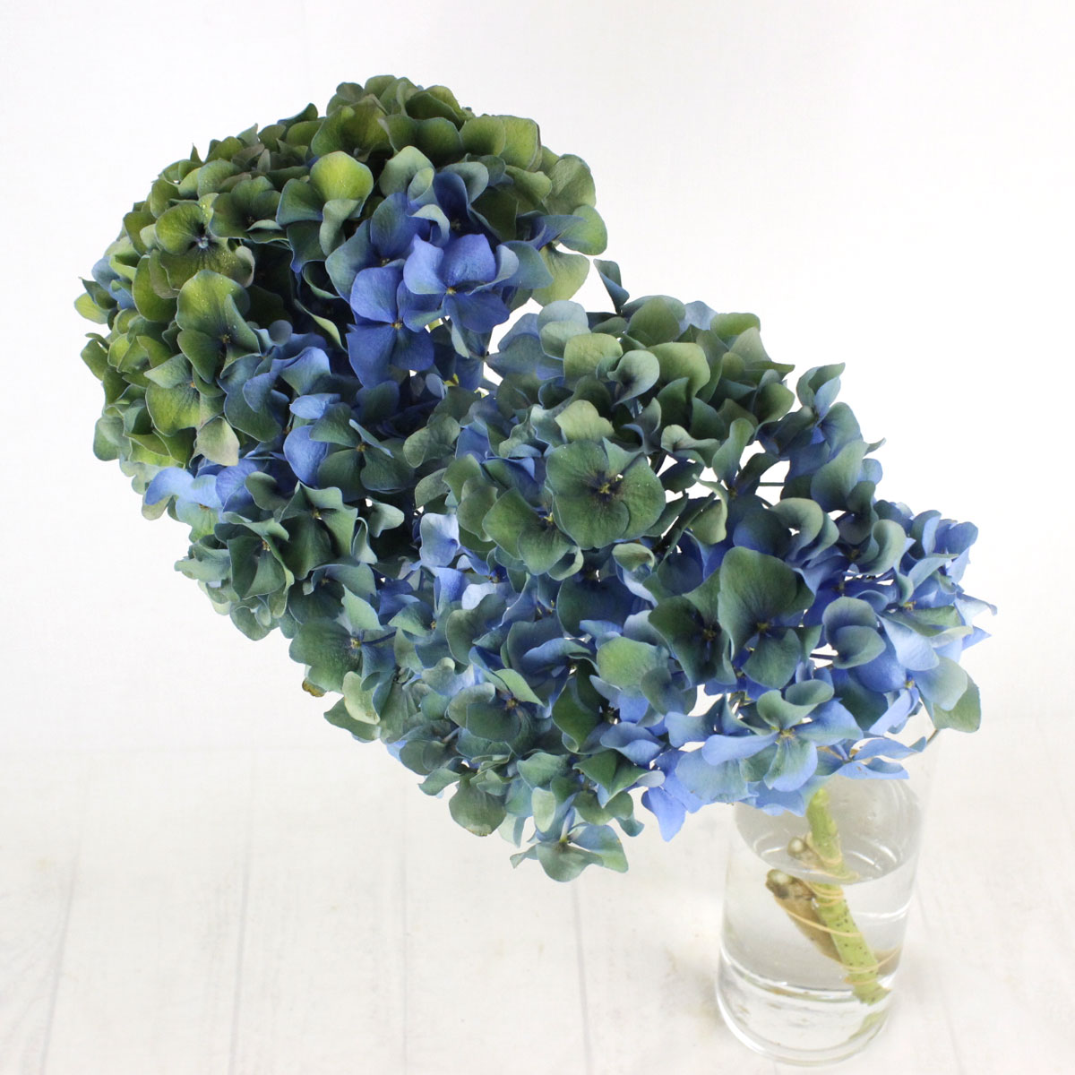 08直前f 輸入アジサイ ピンパーネル 秋色 クラシック青緑 65cm 花径約cm オランダ産 生花 通販 はなどんやアソシエ 08直前f 輸入アジサイ ピンパーネル 秋色 クラシック青緑 65cm 花径約cm オランダ産 生花 通販 はなどんやアソシエ