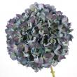 【生花】輸入アジサイ　ピンパーネル(秋色) オーベルジーヌ　60cm 花径約20cm オランダ産【生花】