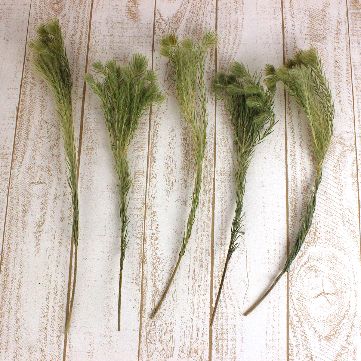 ドライ】J・flow/フィリカ グリーン(プルモーサ系)束3-5本 - 花材通販