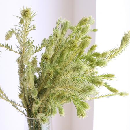 朝摘み、天然菜の花、６０サイズ２箱＋プティ粗品＋全国匿名送料無料、同梱可能です☘ 08直前!!】フィリカ プルモーサ マルチ 70cm程度 ニュージーランド産
