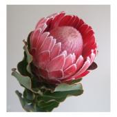 在庫整理‼️プロテアなど 生花】プロテア ピース - 花材通販はなどんやアソシエ