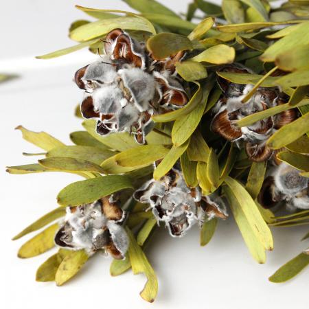 【ドライ】J・flow/リューカデンドロ　ピューベセンス(束3〜5本)