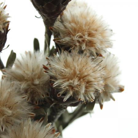 【ドライ】J・flow/リューカデンドロ　プルモサス(束3〜5本)【JM】