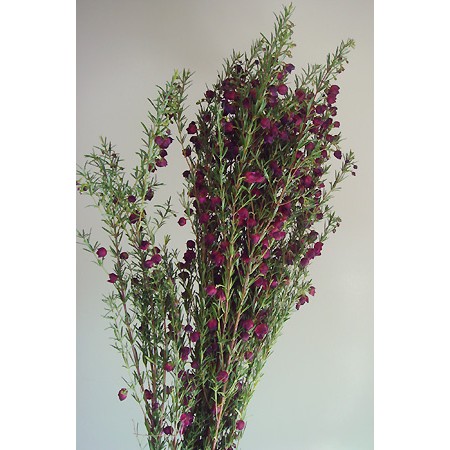 生花 ボロニア パープル 通販 はなどんやアソシエ 生花 ボロニア パープル 通販 はなどんやアソシエ