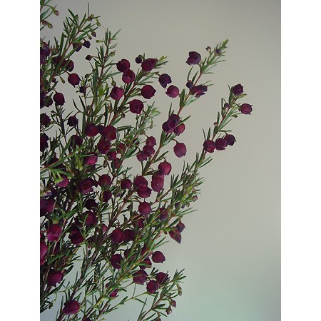 生花 ボロニア パープル 通販 はなどんやアソシエ 生花 ボロニア パープル 通販 はなどんやアソシエ