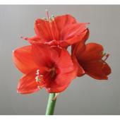 生花】【ケース単位※入数変動あり】アマリリス レッドライオン(赤)商品