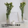 【直前】リューカデンドロ　小輪グリーン系(60cm程度)ライムブッシュなど【生花】