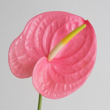 【直前!】Lサイズ　輸入アンスリューム 　ローザなど(ピンク)【生花】