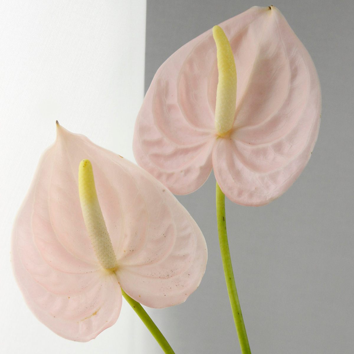 直前 アンスリュームs 2s ピンク系 濃淡おまかせ 生花 通販 はなどんやアソシエ 直前 アンスリュームs 2s ピンク系 濃淡おまかせ 生花 通販 はなどんやアソシエ