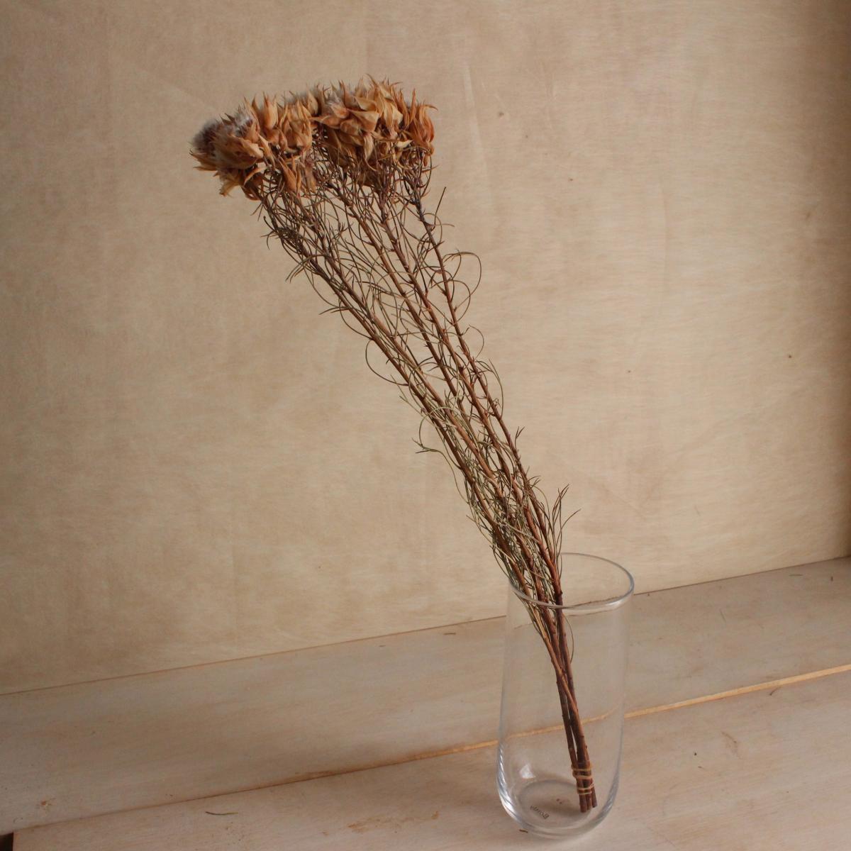 ❇️セルリア ブラッシング❣️ドライフラワー セルリア ブラッシングブライド ドライフラワー 花 花材 ナチュラル