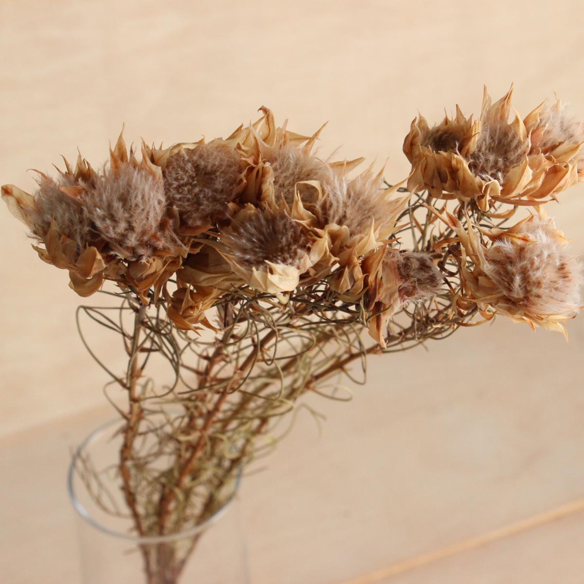 ❇️セルリア ブラッシング❣️ドライフラワー ドライ】J・flow/セルリア ブラッシングブライド (1束5本程度) - 花材