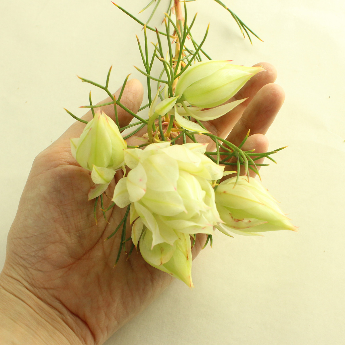 Ita30 セルリア ブラッシングブライド 白 30cm 通販 はなどんやアソシエ Ita30 セルリア ブラッシングブライド 白 30cm 通販 はなどんやアソシエ