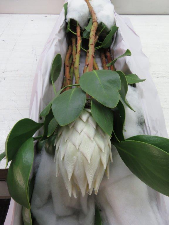 特注】【生花】キングプロテア(ホワイト)70cm - 花材通販はなどんや 
