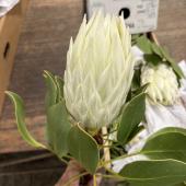 生花】キングプロテア ホワイト レジーナ50cm【OR-83】※月曜入荷少