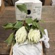 【生花】キングプロテア  ホワイト レジーナ50cm【OR-83】※月曜入荷少