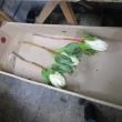 【生花】キングプロテア  ホワイト レジーナ50cm【OR-83】※月曜入荷少
