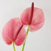 サトウアサミ　ピンクの花 サトウアサミ ピンクの花 サトウアサミ ピンクの花