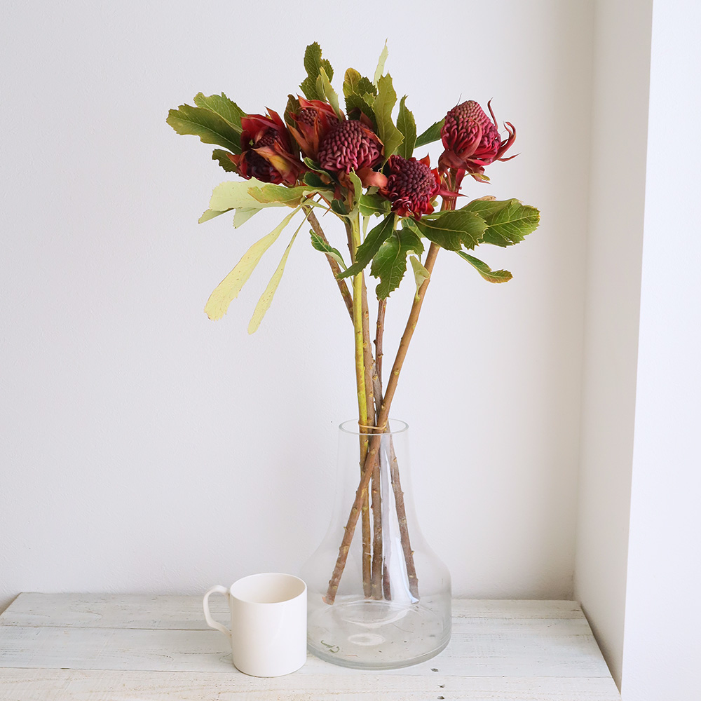 直前 テロピア ワラタ 赤 60cm Or 生花 通販 はなどんやアソシエ 直前 テロピア ワラタ 赤 60cm Or 生花 通販 はなどんやアソシエ