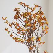 ※販売期間外※【08直前!!】カンガルーポー　ブッシュサンセット（オレンジ系）