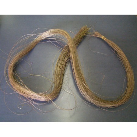 【生花】シッサスオバータ(束)【L1-13】※半ドライ〜ドライ