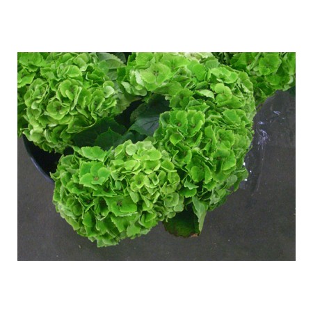 Jozpictsi5vxm コンプリート アジサイ グリーン エメラルド