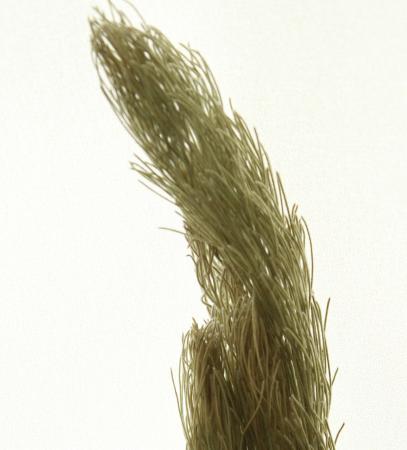 【ドライ】J・flow/ウーリーブッシュ(50cm)約5本※棒状の枝