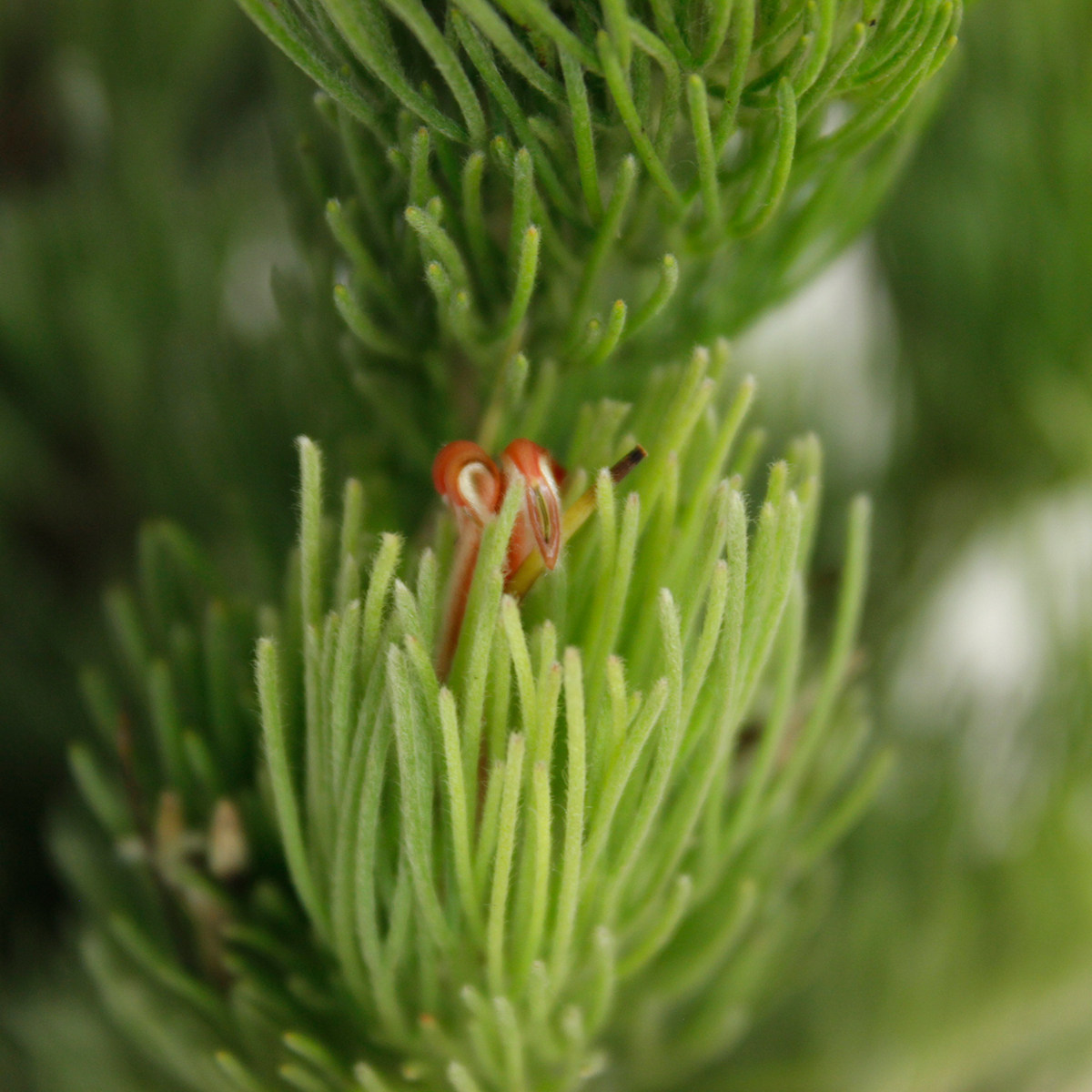 はなどんやアソシエ