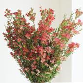 フラワーページ Southern Peach Bouquet at From You Flowers