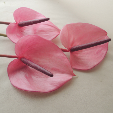 生花 アンスリューム ラピド S 2sサイズ ピンク紫 通販 はなどんやアソシエ