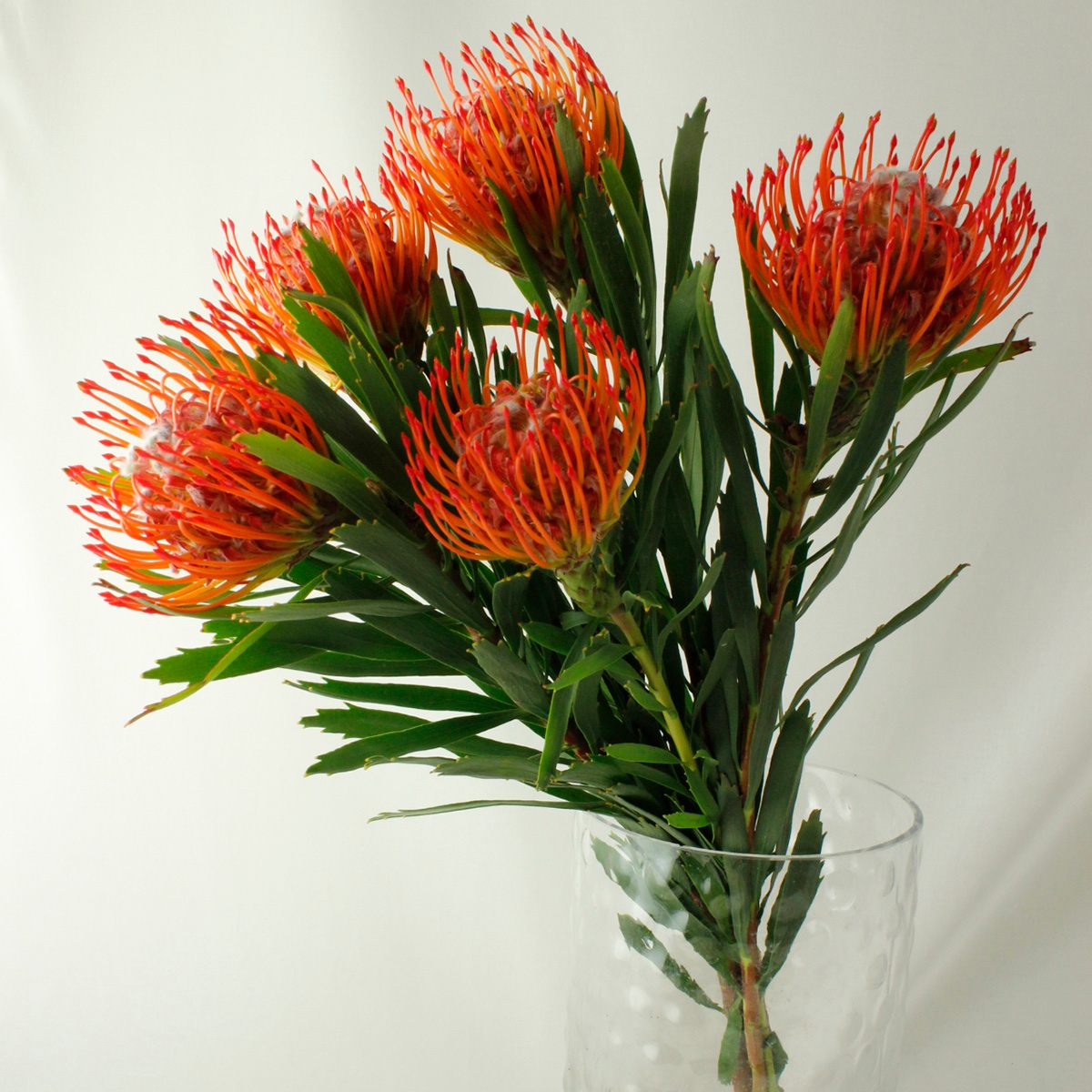 生花 ピンクッション タンゴ 濃オレンジ 50cm Or 通販 はなどんやアソシエ