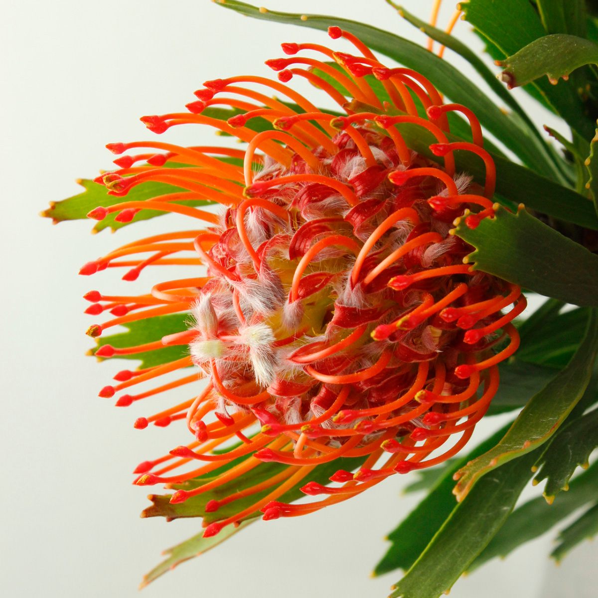 生花 ピンクッション タンゴ 濃オレンジ 50cm Or 通販 はなどんやアソシエ