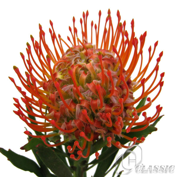 生花 ピンクッション タンゴ 濃オレンジ 50cm Or 通販 はなどんやアソシエ