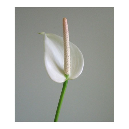 生花 チューリップアンス 白 通販 はなどんやアソシエ 生花 チューリップアンス 白 通販 はなどんやアソシエ