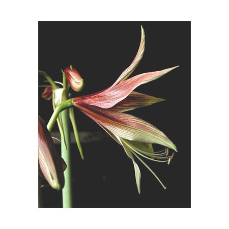 【生花】アマリリス　ジャングルスター