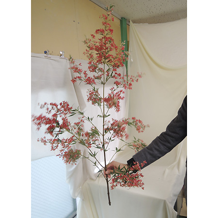 直前1212 1本売り クリスマスブッシュ ボリューム大の1mサイズ 通販 はなどんやアソシエ 直前1212 1本売り クリスマスブッシュ ボリューム大の1mサイズ 通販 はなどんやアソシエ