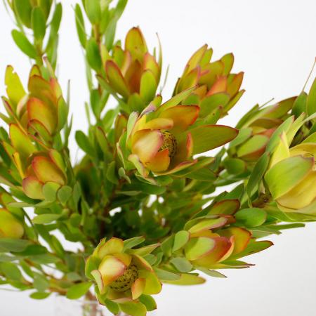 リュウカデンド黄（切花です） 生花】リューカデンドロ ウルカ(黄-グリーン系)1本立ち - 花材通販は