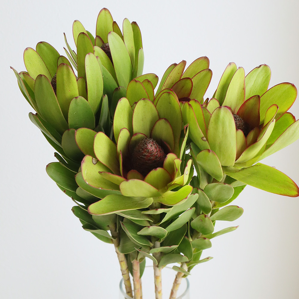 リュウカデンド黄（切花です） リュウカデンド黄（切花です） 生花】リューカデンドロ ウルカ(黄