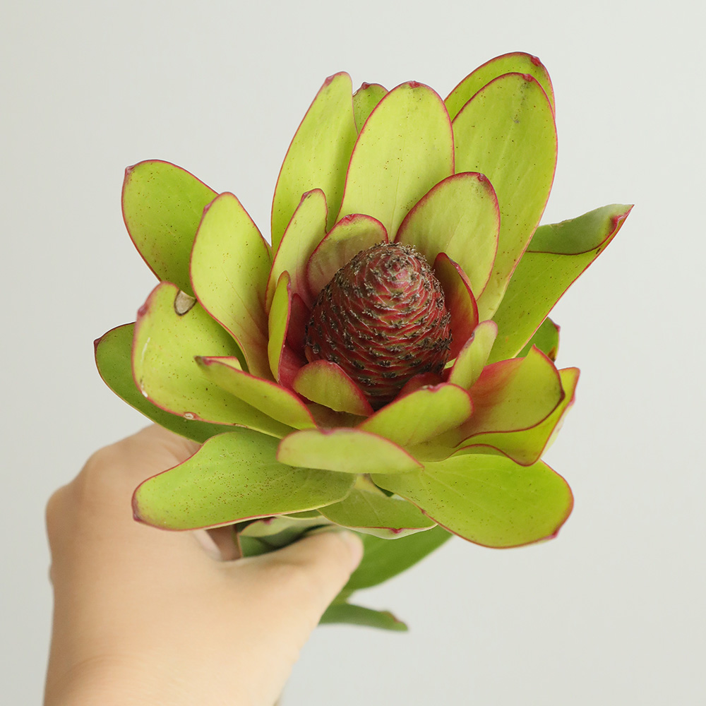 リュウカデンド黄（切花です） リュウカデンド黄（切花です） 生花】リューカデンドロ ウルカ(黄