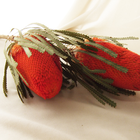 ✨9種MIX【Ｄ】ネイティブ　プロテア　グレビリア バンクシア　スワッグ　生花 スワッグ：ネイティブフラワー - *マルメ-Online shop*