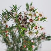 生花】国産ワックスフラワー(白)50cm程度 梅萬農園など - 花材