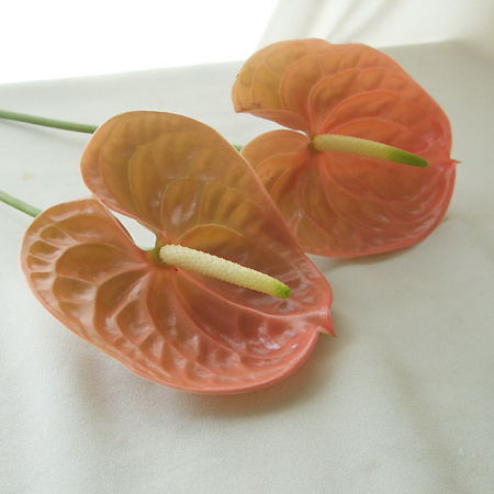 【生花】アンスリューム　テラなど　Lサイズ