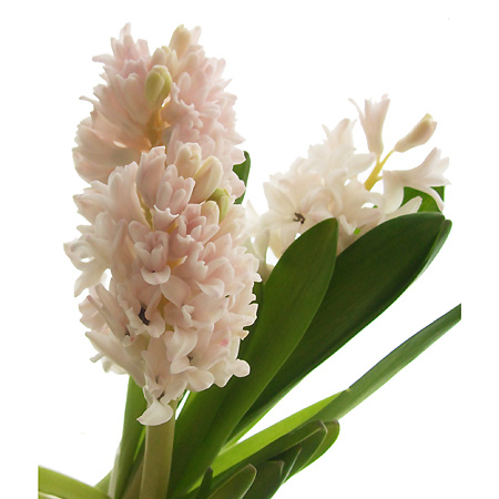 生花 予約 ヒヤシンス ピンク系おまかせ Otot 通販 はなどんやアソシエ 生花 予約 ヒヤシンス ピンク系おまかせ Otot 通販 はなどんやアソシエ