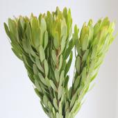 リューカデンドロングクラ　希少！1 楽天市場】【送料無料】リューカデンドロン グクラ 花苗 5号鉢 1